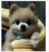 【纯种日本俊介犬】最新最全纯种日本俊介犬