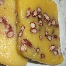 【东北大黄米面】最新最全东北大黄米面 产品