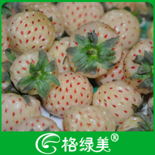 【白草莓种子】最新最全白草莓种子 产品参考