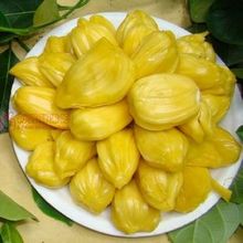 【马来西亚6号菠萝蜜】最新最全马来西亚6号