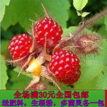 【四季红树莓苗】最新最全四季红树莓苗 产品