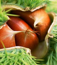 【宿松特产】最新最全宿松特产 产品参考信息