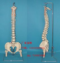 【人体脊柱骨骼模型】最新最全人体脊柱骨骼模