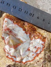 【战国红玛瑙原石北票】最新最全战国红玛瑙原