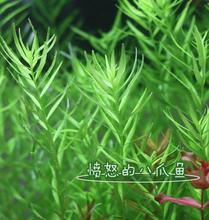 【绿宫廷水草】最新最全绿宫廷水草 产品参考