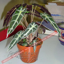 【<em>小仙女植物</em>】最新最全<em>小仙女植物</em> 产品参考