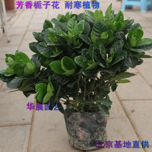 【耐寒室内植物】最新最全耐寒室内植物 产品