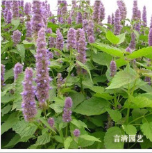 【藿香叶】最新最全藿香叶 产品参考信息_一淘搜索