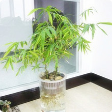 【水养竹子】最新最全水养竹子 产品参考信息