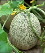 【网纹瓜】最新最全网纹瓜 产品参考信息