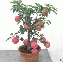 【苹果树盆栽】最新最全苹果树盆栽 产品参考