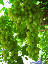 【无籽青提】最新最全无籽青提 产品参考信息