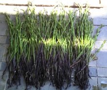 【疳积草】最新最全疳积草 产品参考信息