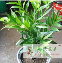 【铁茉莉】最新最全铁茉莉 产品参考信息