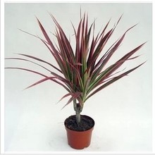 【龙铁盆栽】最新最全龙铁盆栽 产品参考信息