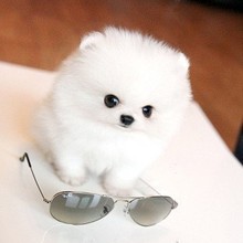 【俊介犬英系博美】最新最全俊介犬英系博美