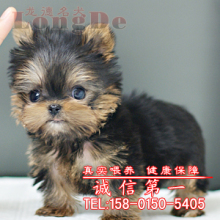 【贵族犬】最新最全贵族犬 产品参考信息