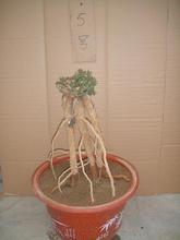 【枸杞子盆景】最新最全枸杞子盆景 产品参考