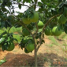 【榴莲树苗可盆栽】最新最全榴莲树苗可盆栽搭