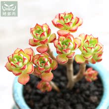 【酥皮鸭多肉老桩】最新最全酥皮鸭多肉老桩搭配优惠_一淘网