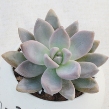 【淡雪 多肉】最新最全淡雪 多肉搭配优惠_一淘网