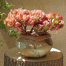 【多肉绮罗老桩】最新最全多肉绮罗老桩搭配优惠_一淘网