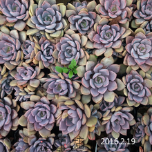 【多肉植物 黛比群生】最新最全多肉植物 黛比