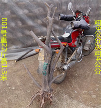 野杜鹃盆景价格_【野杜鹃】_绿植园艺价格_最新最全 ...