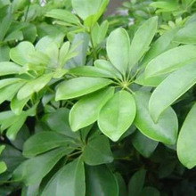 【七叶莲】最新最全七叶莲 产品参考信息