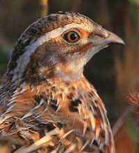 【鹌鹑叫声】最新最全鹌鹑叫声 产品参考信息