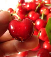 【大樱桃树新品种】最新最全大樱桃树新品种 