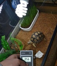 【宠物龟水龟陆龟】最新最全宠物龟水龟陆龟 