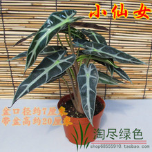 【<em>小仙女盆栽</em>】最新最全<em>小仙女盆栽</em>返利优惠_
