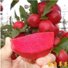 【苹果鸿运专卖店】最新最全苹果鸿运专卖店返