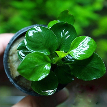 【迷你小榕】最新最全迷你小榕返利优惠