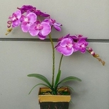 【水培蝴蝶兰】最新最全水培蝴蝶兰 产品参考