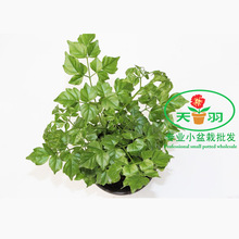 【小富贵树】最新最全小富贵树 产品参考信息