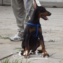 【杜宾狗立耳】最新最全杜宾狗立耳 产品参考