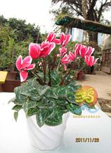 【仙鹤来】最新最全仙鹤来 产品参考信息