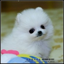 【白博美狐狸狗】最新最全白博美狐狸狗 产品