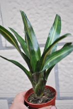 【积水凤梨】最新最全积水凤梨 产品参考信息