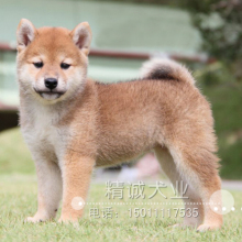 【短毛小型犬】最新最全短毛小型犬 产品参考