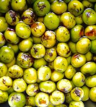 【野枇杷】最新最全野枇杷 产品参考信息_一淘搜索