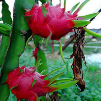 八卦炽火龙鎏金玫瑰特-果南方北方可种植包邮