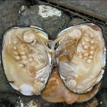 珍珠凤姐_珍珠湾全球网凤姐芙蓉姐姐互黑林更新你俩面
