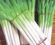 【东北大葱】最新最全东北大葱 产品参考信息_一淘搜索