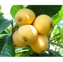 【青种枇杷苗】最新最全青种枇杷苗 产品参考