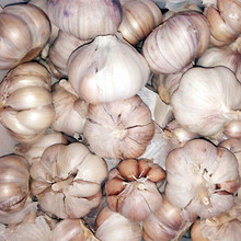 【东北大蒜】最新最全东北大蒜返利优惠