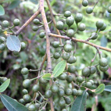 【山鸡椒精油】最新最全山鸡椒精油 产品参考