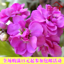 【紫罗兰花种】_绿植园艺价格_最新最全绿植